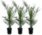 Trendyplants - 3x Phoenix Canariensis - Palmiers dattiers - Rustique - Plante de jardin - Hauteur 70-90 cm - Taille du pot Ø15cm