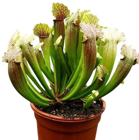 Sarracenia - Planta Carnívora para Combatir Mosquitos de Forma Natural