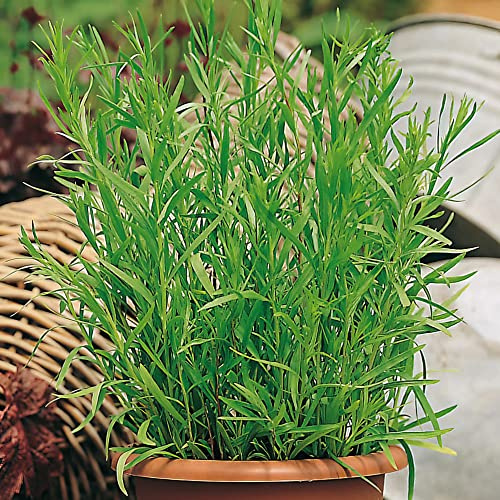 French Tarragon Plants, Ready for The Garden. 'Pfefferkorn'. Perennial herb. Lovely Aniseed Flavour. 9cm Plant x 2. Available from Bedwen Plants.
