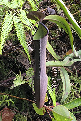 * Nepenthes Ramispina * Nero Cavaliere * Molto raro Highland Nepente * 6 semi