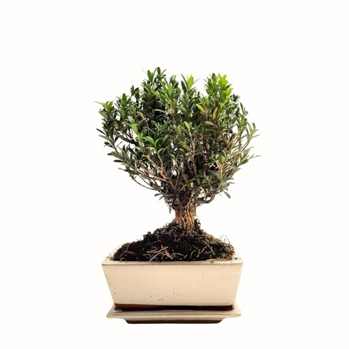 Buchsbaum-Bonsai (Buxus) – 15 cm Topf mit Untersetzer – Immergrüner Miniaturbaum für Haus & Garten