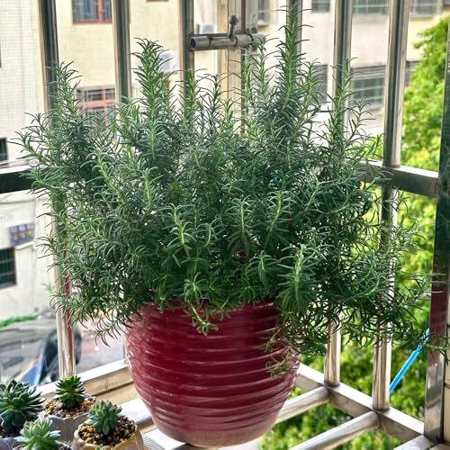 semi di rosmarino biologico, per il giardino, resistenti all'inverno per balcone da roccioso appartamento 600pcs