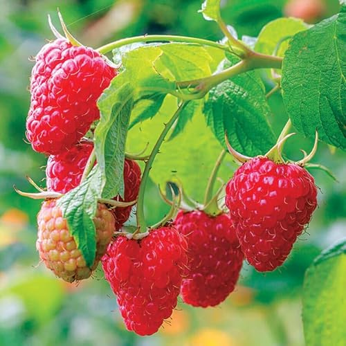 Red Raspberry Bush Plant Live, Backyard Berry Fruit, 5-10 Inch Tall