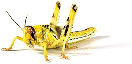Monkfield Nutrition - Live Locusts - 28-32mm (Large) – Letterbox Friendly - Popular Source of Live Food - Live Locusts for Reptiles - Food & Treats for Reptiles