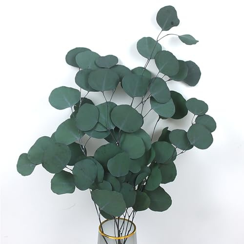 KOKITS Eucalipto essiccato, betulla eucalipto – fiori secchi rossi e lunghi 40-43 cm – decorazione boho (verde)