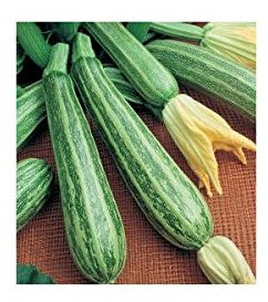 Idroponica Semi biologici di Zucchino Alberello Sarzana