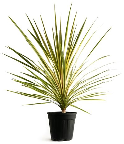 GREENTIA | Palmera Cordyline Australis Variegata Planta Natural M20 Altura 80-100cm en maceta de 20cm de diámetro