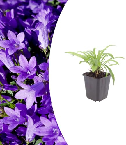 Campanula pers. 'Coerulea' | 12 pezzi - 10-25cm - Ø9cm - Pianta da giardino