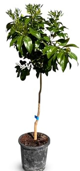 Sunny Tree - Grapefrukt - Citrus Paradisi - grytträd - fruktträd - 8 år - 160 centimeter