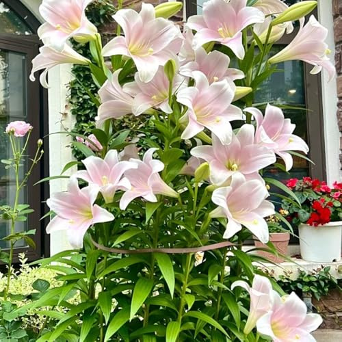 bulbos de lirio perennes resistentes - decoración jardín 4pcs