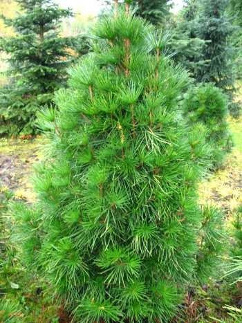 Japanische Schirmtanne Sciadopytis verticillata 60-70 cm hoch 10 L Topf