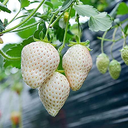 Genipap 90 piezas de semillas de fresa blanca