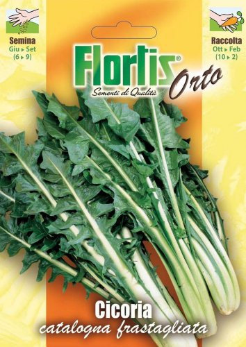Cicoria Catalogna Foglie Frastagliata