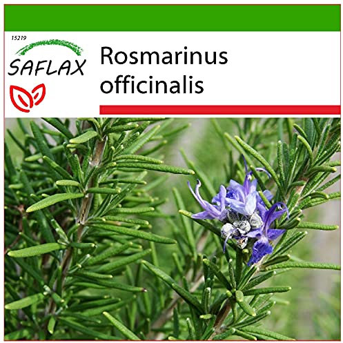 SAFLAX - Romarin - 100 graines - Avec substrat - Rosmarinus officinalis