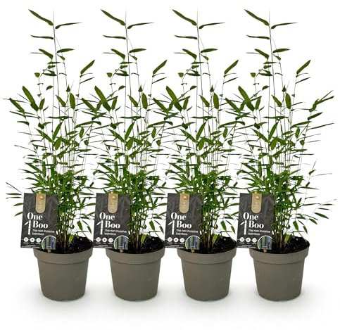 GreenboutiQ - Bambou - Fargesia Black Dragon - Vert - 4 Plantes - Persistant - Non envahissant - Pot 14cm Hauteur 35cm