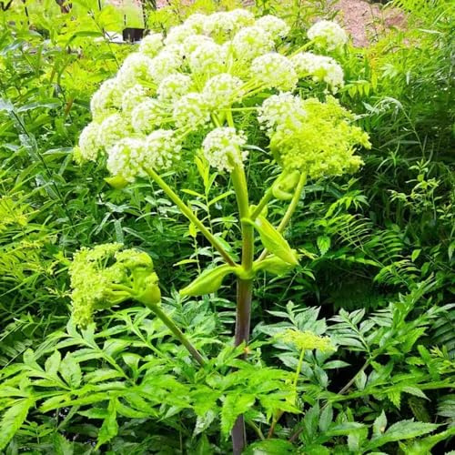 semi di levistico - organico balcone varietà antiche d'appartamento esotiche con decorazione giardino per 55pcs
