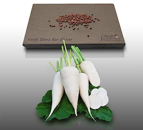 250 graines à semer - Le Grenier d'Abondance - NAVET Blanc dur d'hiver - Rapum