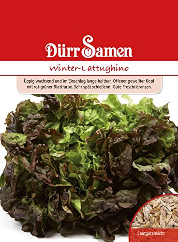 Dürr-Samen - Winter-Lattughino Saatgut