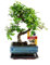 Exotenherz - Bonsai Chinesische Ulme - Ulmus parviflora - ca. 6 Jahre