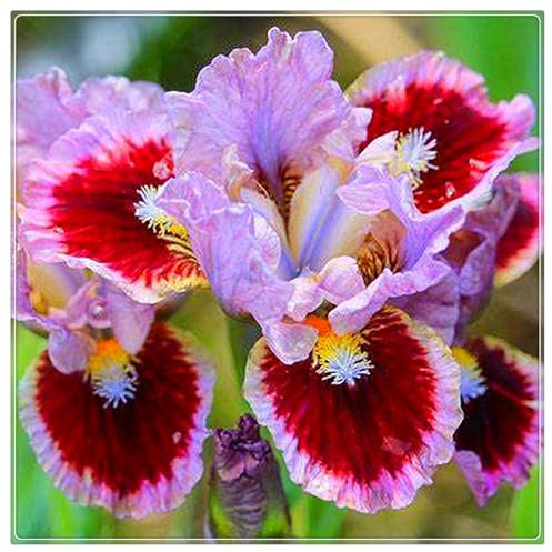 Iriszwiebeln,Gartenpflanzen,Schwertlilien Kaufen,SchmetterlingsföRmige,Mehrjährig Stauden,Winterhart Mehrjährig,Winterharte,Schwertlilien Winterhart Knolle-5zwiebeln-H