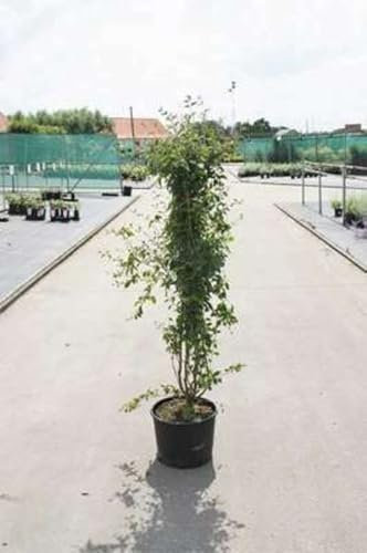 Syringa vulg. 'Mme Lemoine' - Lilas Commun 'Mme Lemoine' 50-60 cm en pot