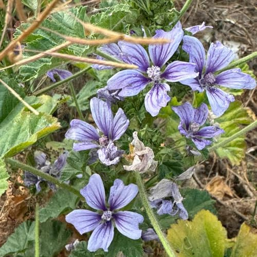 semillas de malva silvestre - jardín interior balcón resistente perenne 200pcs