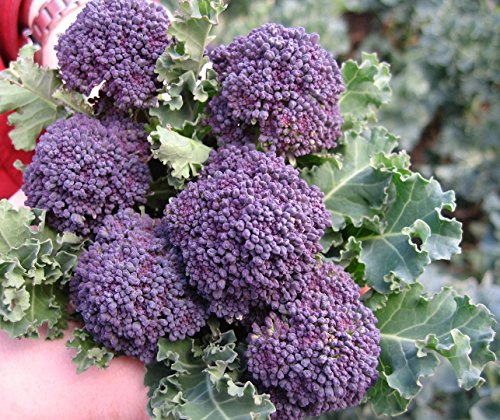 300 Purple Broccoli Seeds for Planting Heirloom Non GMO 1 gram Garden Vegetable Bulk Survival Allium cepa