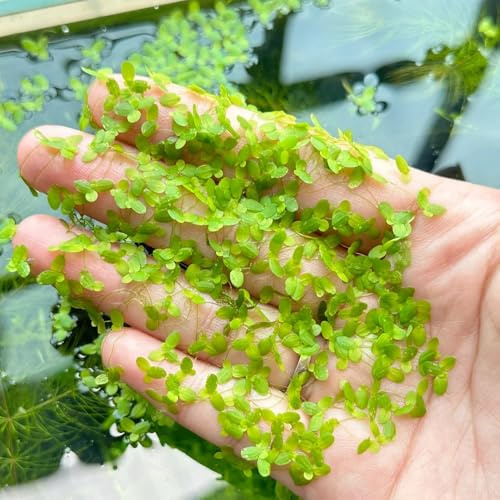 Semillas de lenteja de agua para estanques, acuáticas para acuarios acuario de flotantes semillas de de estanque resistentes 800pcs