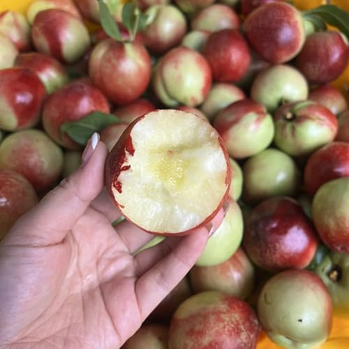 semillas de nectarina, exóticas resistentes, decorativas jardín perennes 10pcs