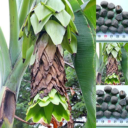 Musa Ensete glaucum - 50 Samen -Schneebanane - frosthart !!