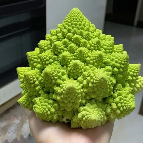 blumenkohl samen - blumenkohlsamen - winterharte kübelpflanzen, kletterpflanzen winterblumenkohl winterharte pflanzen für garten, pflanzenanzucht alte gemüsesorten samen, seltene 125pcs