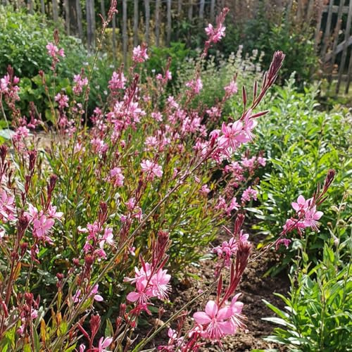 Bloomique - Juego de 3 - Gaura Lindheimeri ‘Siskiyou Pink’ - Hermosa vela - Floración abundante - Resistente al invierno - Perenne - 10-20 cm de alto - Maceta de 9 cm