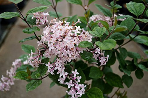 Flieder rosa Blüte Zwerg-Duftflieder Josee Syringa meyeri Josee Containerware 40-60 cm hoch
