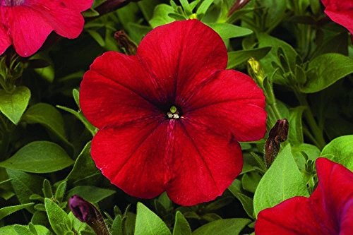 50 Semi - Semi Petunia Libertà Red pellettato Petunia di primavera Seeds ONLY