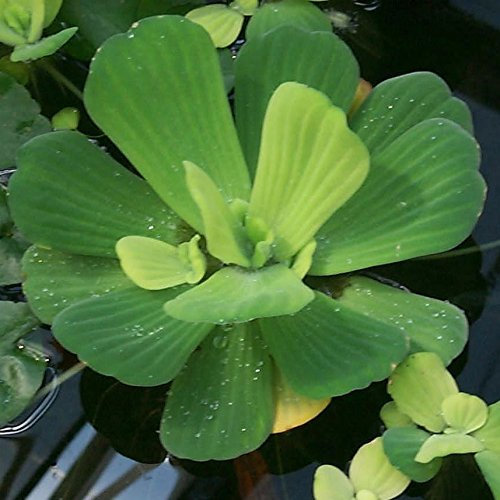 Aquarium Plants Inc. Wassersalat – schwimmende lebende Teichpflanzen