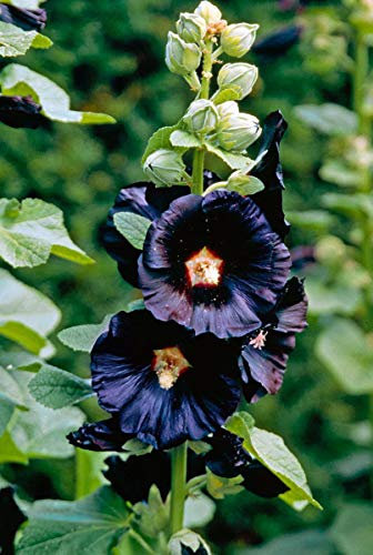 50 Hollyhock Nigra Seeds - Alcea Rosea Nigra - Black Hollyhock Perennial Seeds