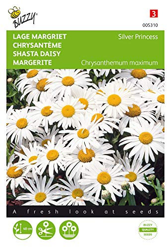 Buzzy Seeds 005310 Margerite Silver Princess (Margeritensamen)