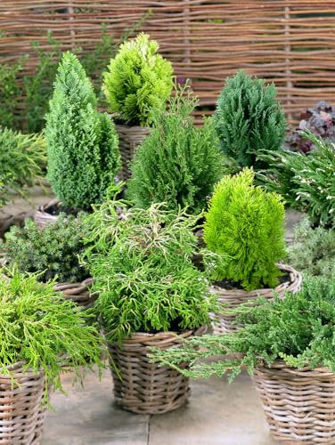 12- Dwarf Conifers - Mixed Evergreen Variety - Slow Growing - Potted Stock
