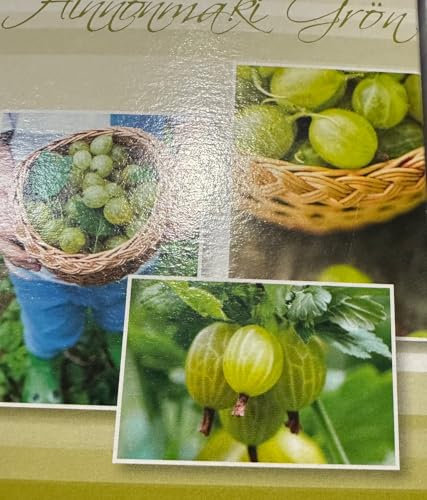 Garden Berry Collection, 4 Varieties - BlackBerry, Raspberry, Gooseberry, Blueberry Bush Canes (Gooseberry)