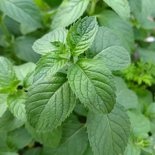 Semi di menta piperita, menta verde, semi di da giardino roccioso resistenti resistenti per il giardino 800pcs