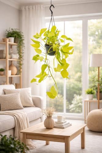 Epipremnum Golden Pothos, 40–44 cm stor ranka, lättskött hängväxt för inomhus, gullranka, inomhusväxt med långa rankor
