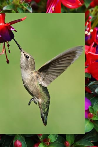 Hummingbird and Fuchsia
