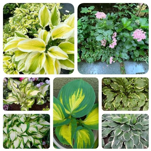 Semillas de Hosta, Decoración de Hosta plantaginea, hosta resistente semillas de silvestres Variedades antiguas de semillas de balcon 200pcs