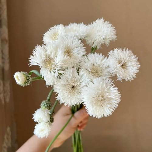 Semi di fiordaliso, perenni, resistenti decorazione rara vecchie varietà giardino 420pcs