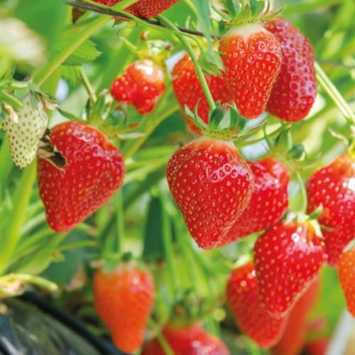 20 x Strawberry Flamenco Bareroots - Ever-Bearing – Premium All-Season Strawberry Plant, Hardy Perennial for Garden, Container & Greenhouse, Super Sweet & Juicy Fruit Yield by Thompson and Morgan