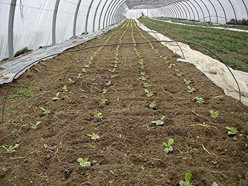 seedsown Germination Les graines: 1000 graines de laitue Iceberg Nt/Amérique Batavie