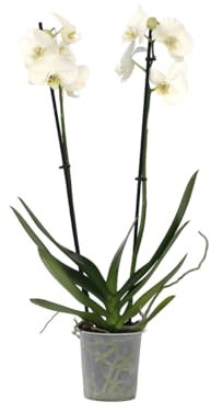 Plant in a Box - Phalaenopsis - Orchidee Weiß - Blühende Zimmerpflanze - Katzenfreundlich - Topf 12cm - Höhe 50-60cm