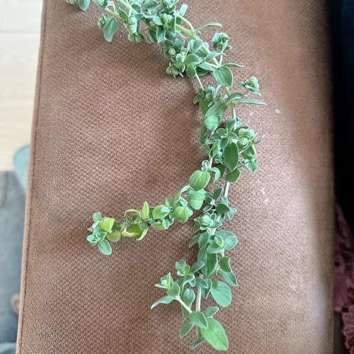 semillas de mejorana perenne - jardín de rocas resistentes balcón interior 200pcs
