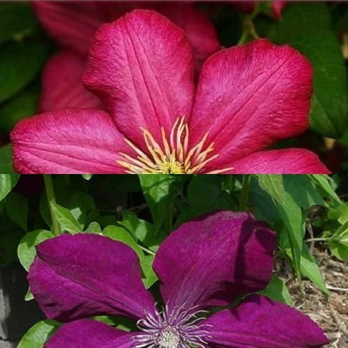 Clematis - Piante rampicanti (2): Clematis Rouge Cardinal & Clematis Ville de Lyon – Vasetti da 1,5 litri – Velluto e rosso carminio & Invernale duro | ClematisOnline per piante rampicanti e fiori