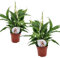 Plant in a Box - Spathiphyllum 'Torelli' - Friedenslilie - Einblatt - Zimmerpflanzen - 2er Set - Topf 12cm - Höhe 30-45cm
